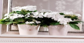 虹越德國進口高檔陶制套盆SK卡普里系列花盆