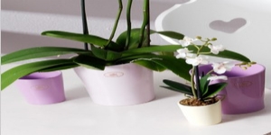 德國進口陶制套盆SK梅里納洋蘭花盆